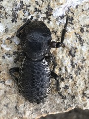 Zopherus laevicollis