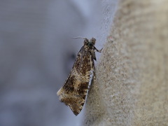 Syricoris lacunana