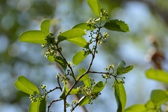 Semialarium mexicanum