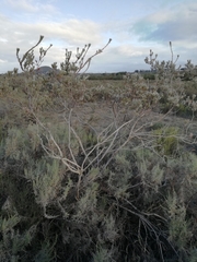 Leucadendron verticillatum