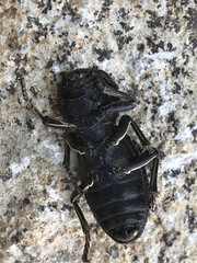 Zopherus laevicollis