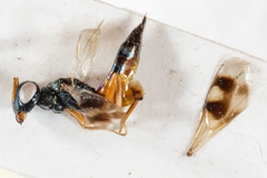 Trigonoderus cyanescens