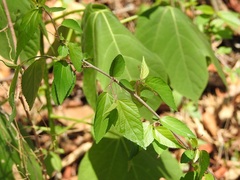 Acalypha chiapensis