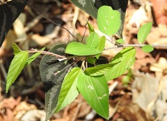 Acalypha chiapensis