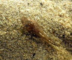 Platycephalidae