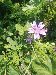 Malva sylvestris