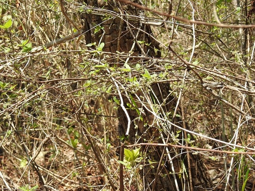 Acalypha chiapensis (Acalypha chiapensis)