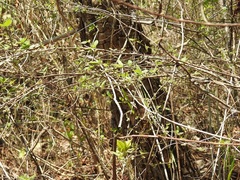 Acalypha chiapensis
