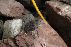 Nycticorax nycticorax