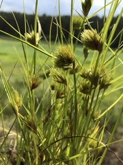 Carex bohemica