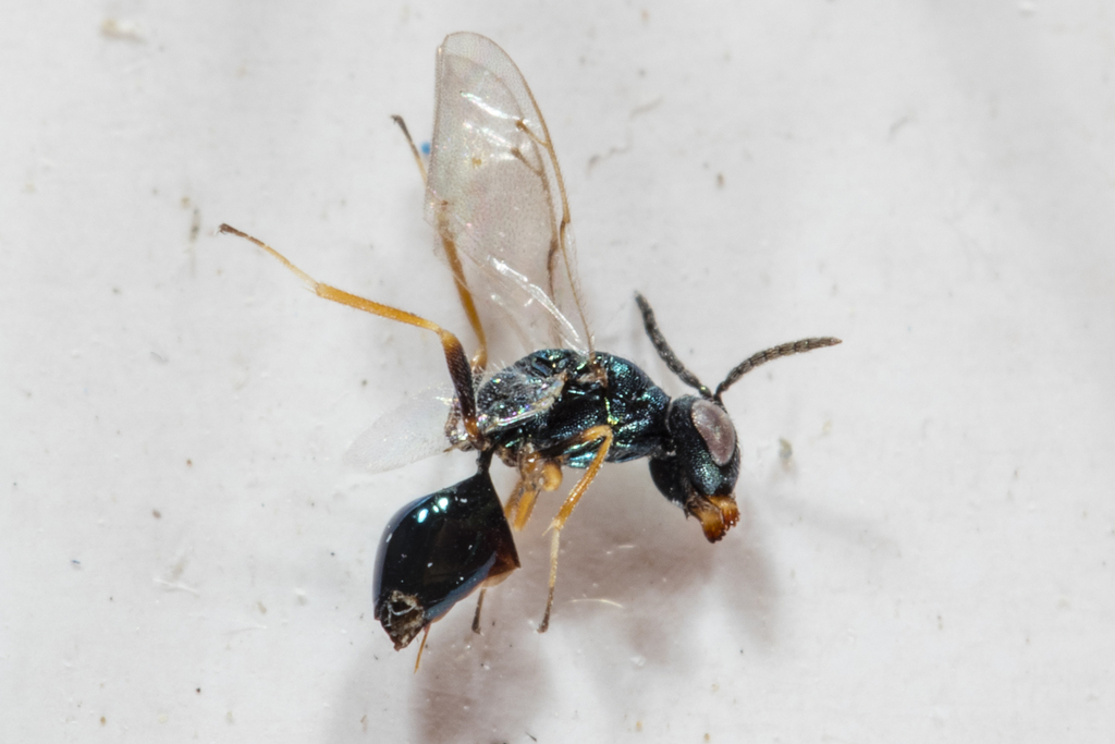 Sphegigaster nigricornis