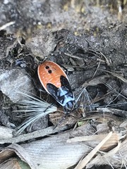 Melanopleurus bicolor