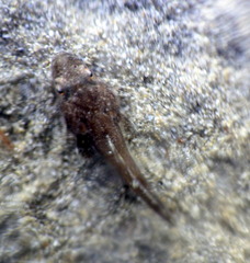 Platycephalidae