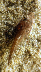 Platycephalidae