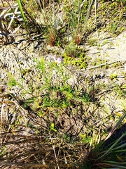 Astragalus arenarius