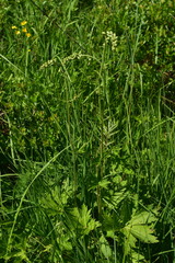 Aconitum lasiostomum