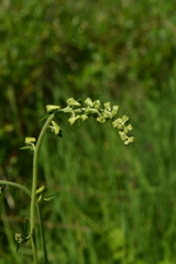 Aconitum lasiostomum