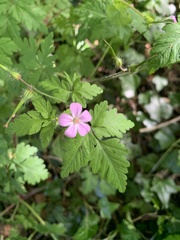 Geranium robertianum