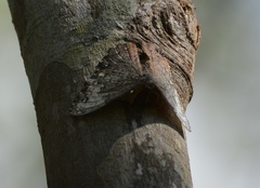 Hamadryas glauconome