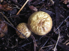 Scleroderma radicans