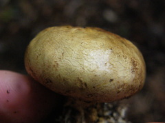 Scleroderma radicans