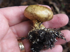 Scleroderma radicans