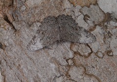 Hamadryas glauconome