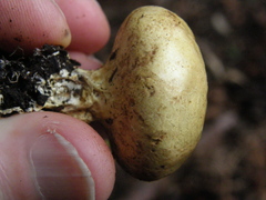 Scleroderma radicans