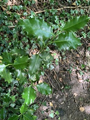 Magnoliopsida