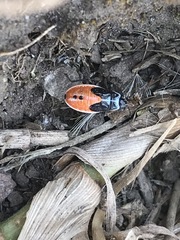 Melanopleurus bicolor