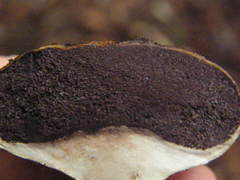 Scleroderma radicans