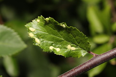 Eriophyes similis