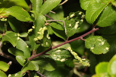 Eriophyes similis