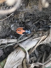 Melanopleurus bicolor