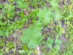 Alchemilla micans
