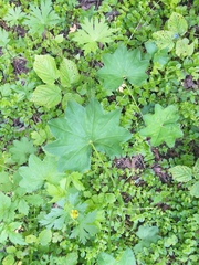 Alchemilla micans