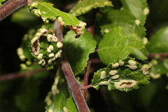 Eriophyes similis