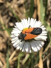 Melanopleurus bicolor