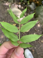 Fraxinus excelsior