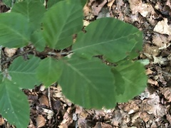 Fagus sylvatica