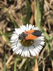 Melanopleurus bicolor