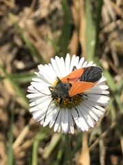 Melanopleurus bicolor