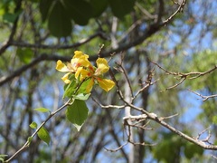 Bakeridesia pittieri