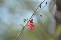 Hibiscus poeppigii
