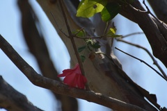 Hibiscus poeppigii