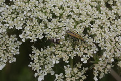 Grapholita compositella