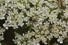 Grapholita compositella