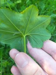 Alchemilla glabricaulis
