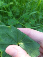 Alchemilla glabricaulis