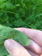 Alchemilla glabricaulis